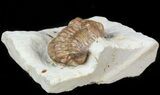 Bargain Kainops Trilobite From Oklahoma #45426-3
